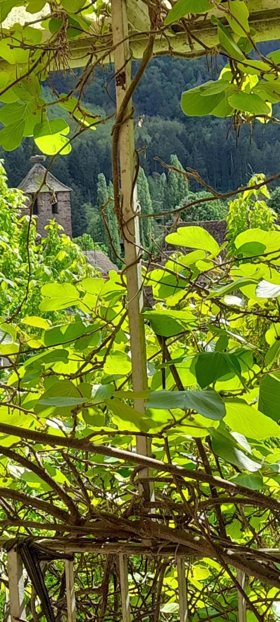 Appartements & Chambres Les Loges Du Capucin Kaysersberg-Vignoble Exterior photo